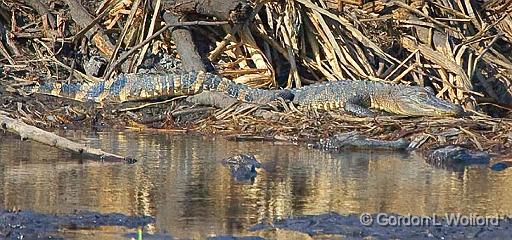 Jones Lake Alligators_37467.jpg - Photographed along the Gulf coast at the Aransas National Wildlife Refuge near Austwell, Texas, USA. 